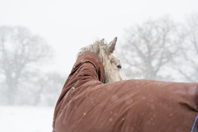 Keep Your Horse Calm Despite the Storms